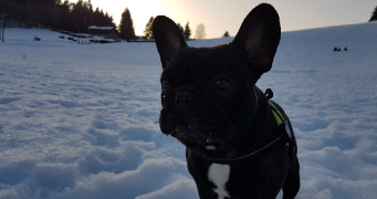 lauréline dog sitter à ST ANDRE DE BOEGE 74420_6