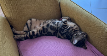 lea pet sitter à CLERMONT FERRAND 63000_1