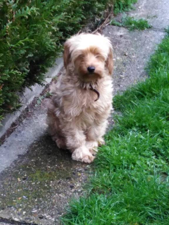 christian  pet sitter à Ponts-et-Marais 76260_0