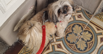 nora pet sitter à PARIS 14 75014_1
