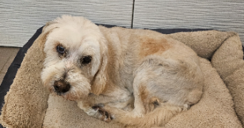 julie pet sitter à ANNECY 74600_7