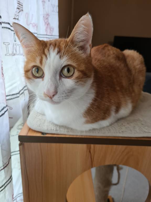 Laetitia pet sitter à Neuville-de-Poitou 86170_1