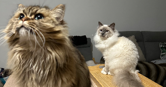 raphael pet sitter à Gennevilliers 92230_3