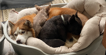 marine pet sitter à ORGERES 35230_2