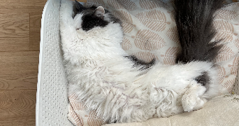 joséphine pet sitter à LYON 08 69008_6