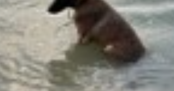 elodie pet sitter à BEAUPONT 01270_3