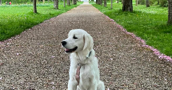 morgane pet sitter à TROIS RIVIERES 80500_8