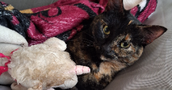 angélique pet sitter à LA MONTAGNE 44620_3