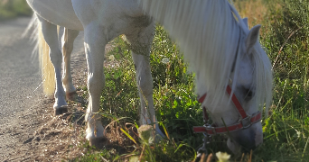 floriane pet sitter à ANGERS 49000_4