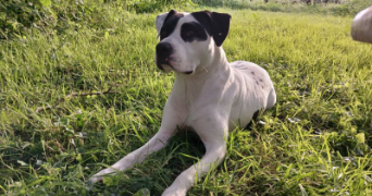 jade pet sitter à PARIS 11 75011_1