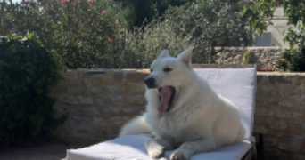 jehanne-lys pet sitter à MARSEILLE 09 13009_4
