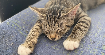 coralie pet sitter à RIMBACH PRES GUEBWILLER 68500_0