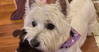 paula dog sitter à VENISSIEUX 69200_1