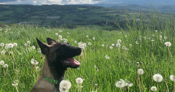 coraline pet sitter à BRON 69500_2