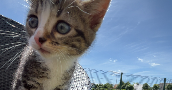 charlotte pet sitter à CAEN 14000_2