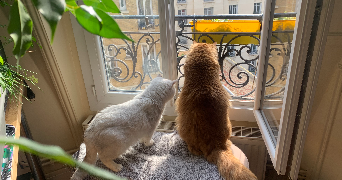 natacha pet sitter à PARIS 12 75012_5