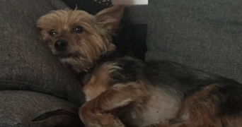 Yasmine  dog sitter à TOULOUSE 31200_1