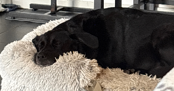 lyne pet sitter à USTARITZ 64480_3