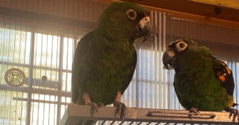 angie pet sitter à NOISIEL 77186_0