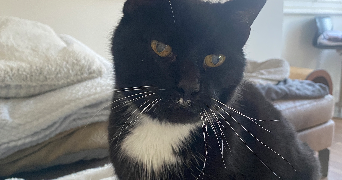 anastasia pet sitter à NEUILLY PLAISANCE 93360_2