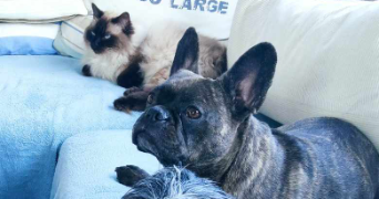 coralie pet sitter à PARIS 15 75015_0