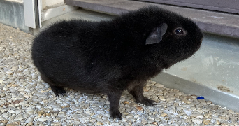 mallory pet sitter à CESSON SEVIGNE 35510_2