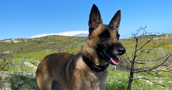 leandra pet sitter à ISTRES 13128_4