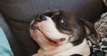 léo pet sitter à ST DENIS 93210_3