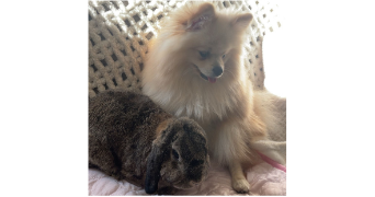 alizé pet sitter à JARVILLE LA MALGRANGE 54140_2