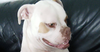 mélanie pet sitter à DAHLENHEIM 67310_3