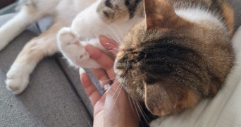 juliette pet sitter à FONTENAY SOUS BOIS 94120_1