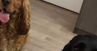 mélissa dog sitter à MONTREUIL 93100