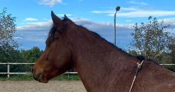 maëlle pet sitter à TOULOUSE 31400_5