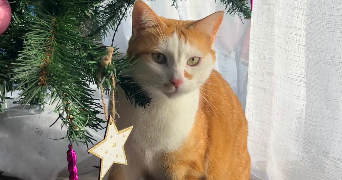 eléa pet sitter à ST GEORGES DU BOIS 72700_1