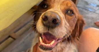 maéna pet sitter à LILLE 59000_3