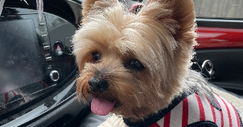 melanie pet sitter à ASNIERES SUR OISE 95270_1