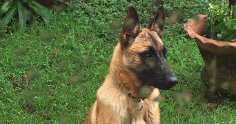 tsiky mégane dog sitter à ST MARTIN D HERES 38400_3