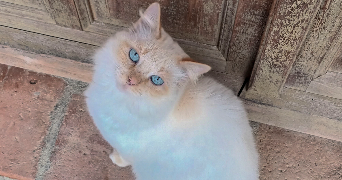 louisa pet sitter à  31000