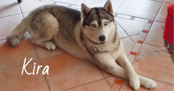 valérie pet sitter à Le Thor 84250_34