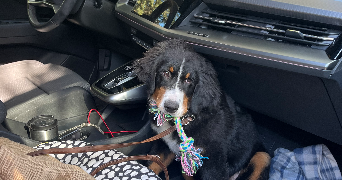 lou-anne pet sitter à PUJAUT 30131_0