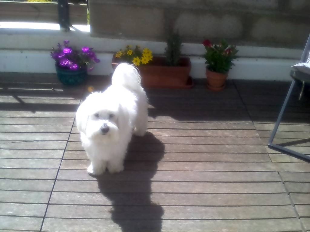 odile pet sitter à Perpignan 66000_1