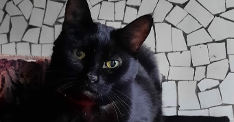 pénélope cat sitter à MONTREUIL 93100_1