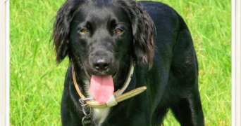 angela pet sitter à STRASBOURG 67200_6