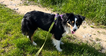 alison pet sitter à ST CYR 07430_6