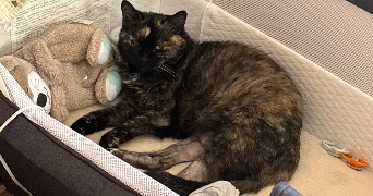 lea pet sitter à KINGERSHEIM 68260_6