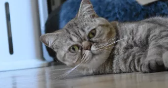 perrine cat sitter à COLOMBES 92700