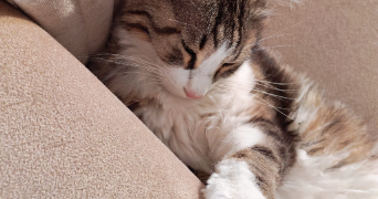 isabelle cat sitter à ST GENEST LERPT 42530_7