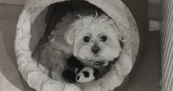 ophélie pet sitter à Draveil 91210_3