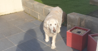 angie pet sitter à LA GRAND CROIX 42320_5