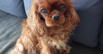 hélène pet sitter à ST PIERRE DES CORPS 37700_7